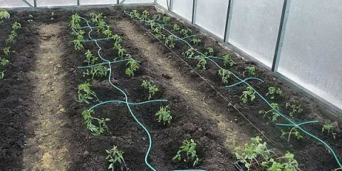 Jak vyrobit kapkové zavlažování pro zahradu vlastníma rukama